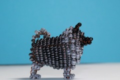 keeshond